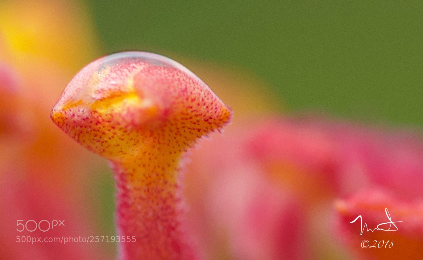 Nikon D750 sample photo. Raindrop lantana blossom photography