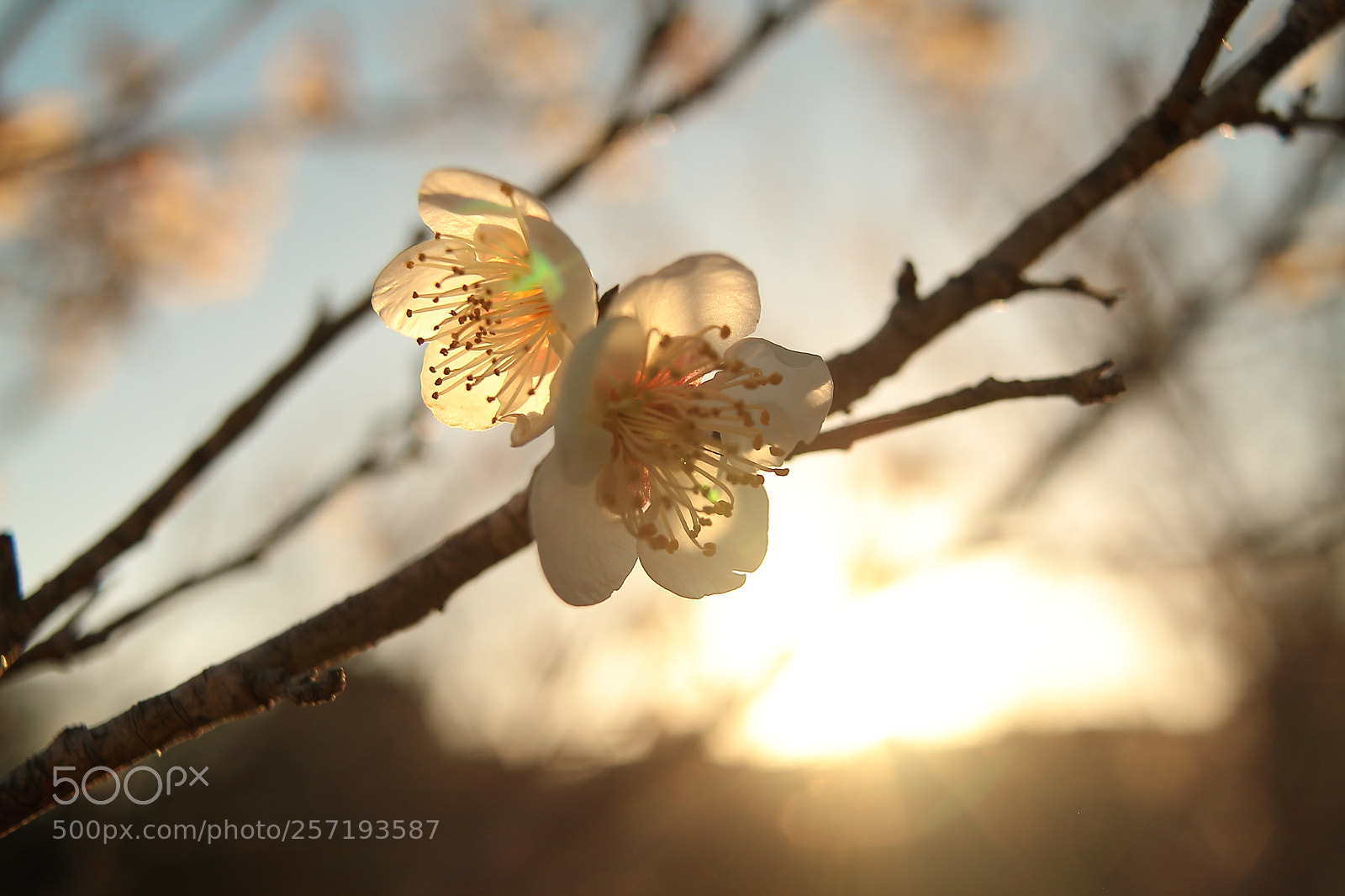 Canon EOS 7D + Canon EF 50mm F1.8 II sample photo. Plum blossom photography