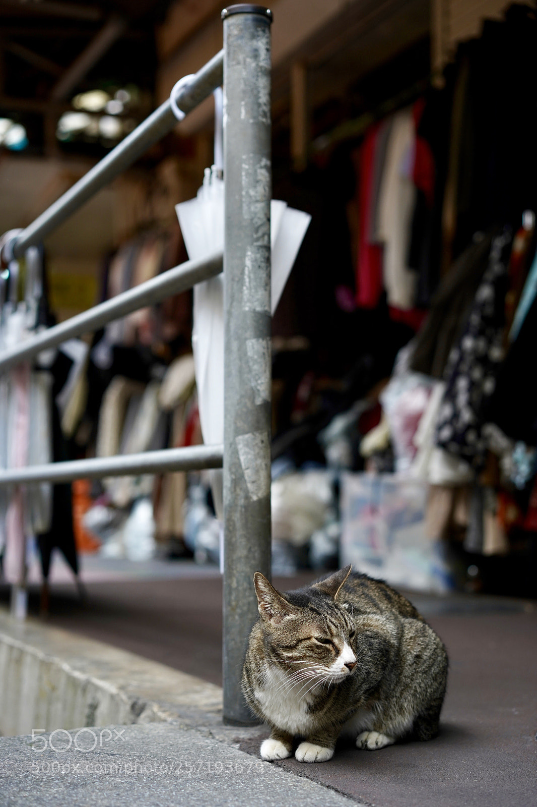 Sony a7 III sample photo. A street cat photography