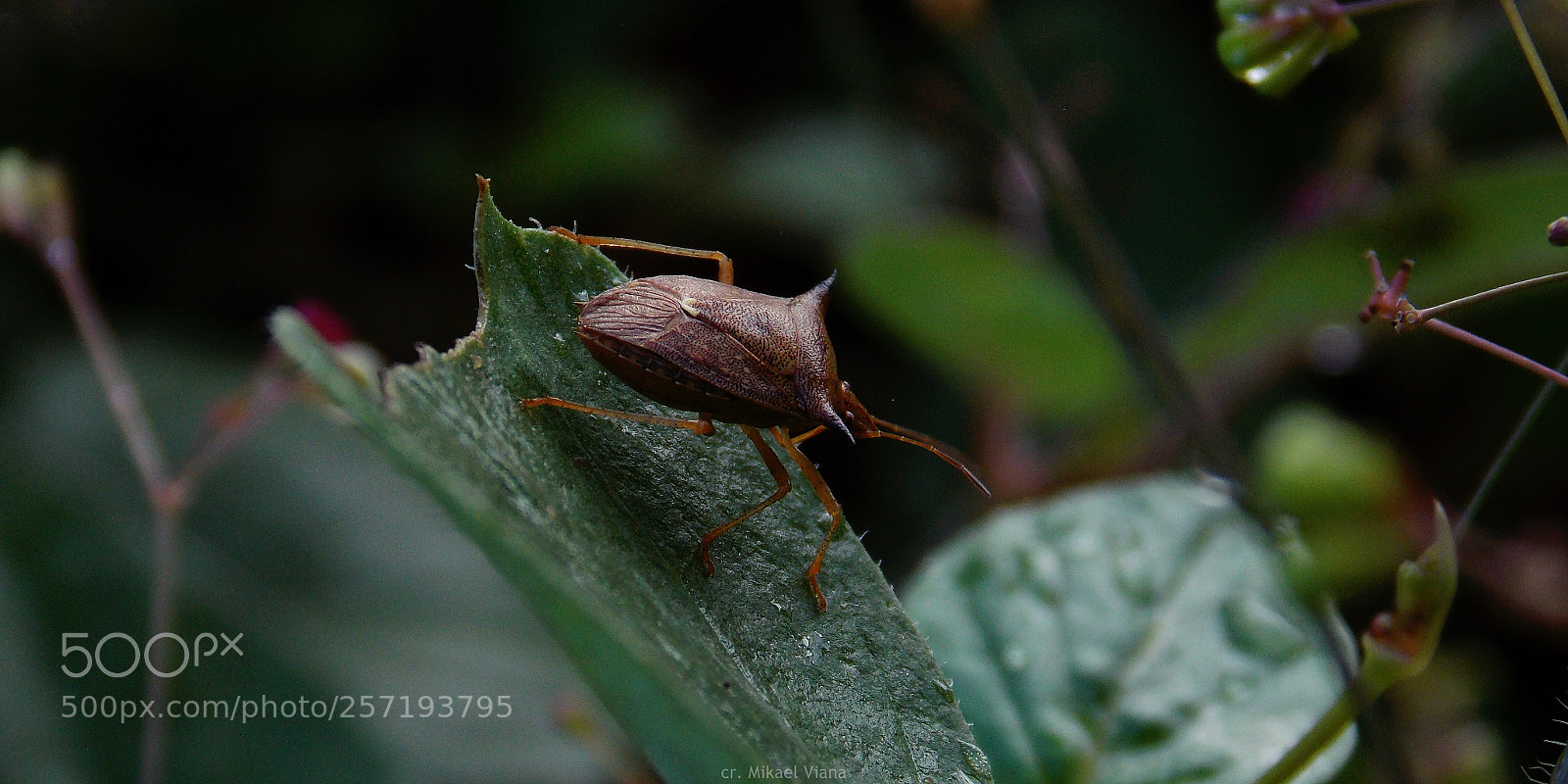 Nikon Coolpix L810 sample photo. Insect photography
