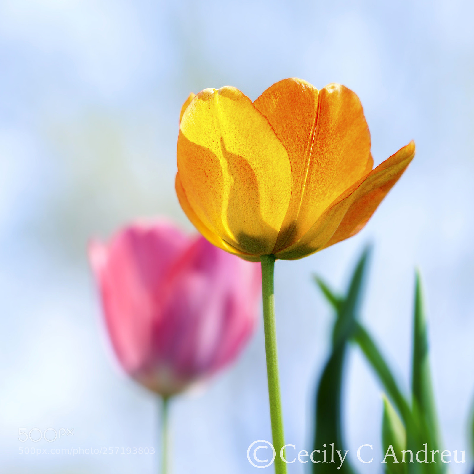 Canon EOS 40D sample photo. Exuberant photography