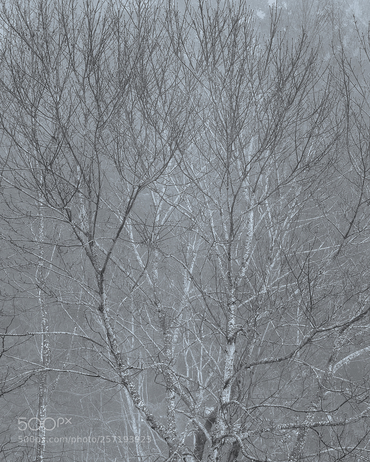 Nikon D600 sample photo. The beautiful chaos photography