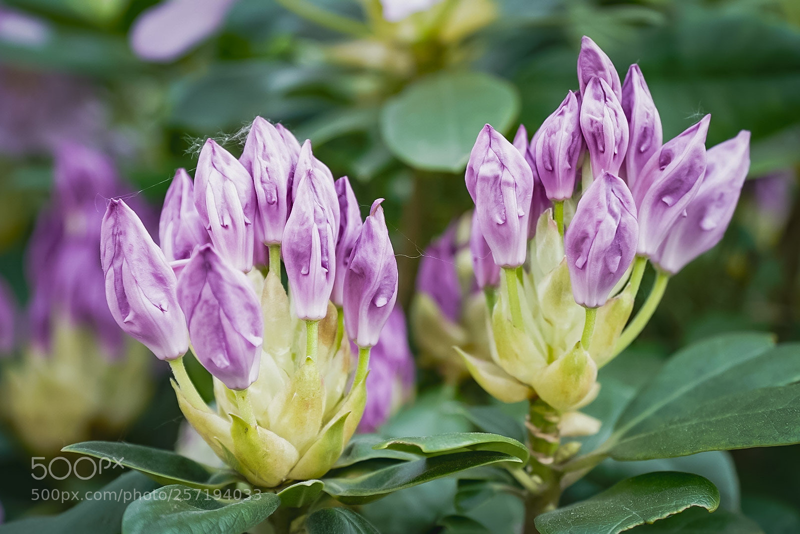 Sony a7 III sample photo. Flowers photography