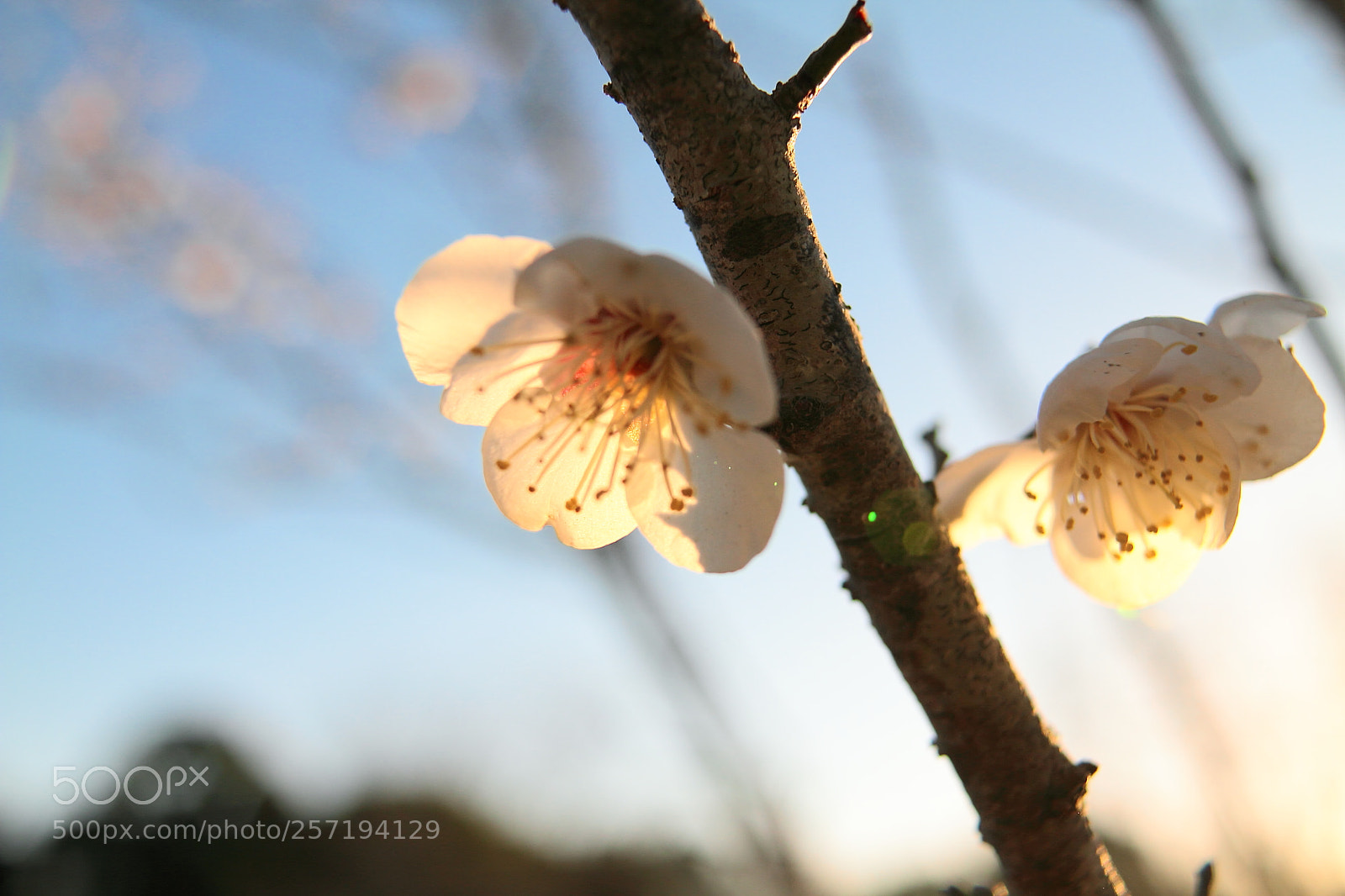 Canon EOS 7D + Canon EF 50mm F1.8 II sample photo. Plum tree photography