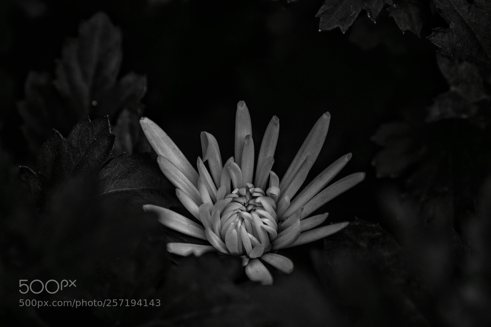 Nikon D7100 sample photo. Lsdcmctt photography