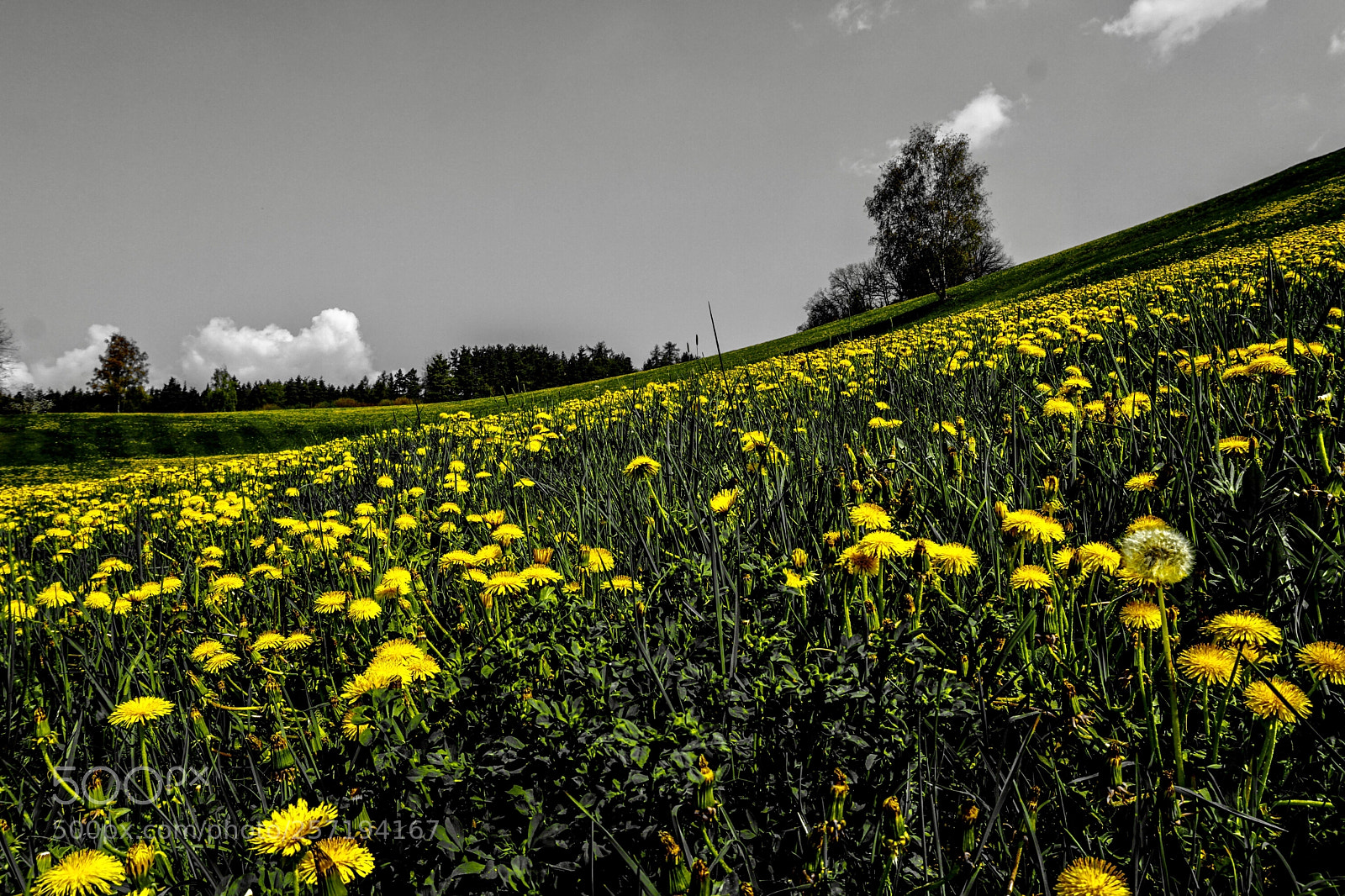 Sony a6000 sample photo. Explosion of dandelion photography
