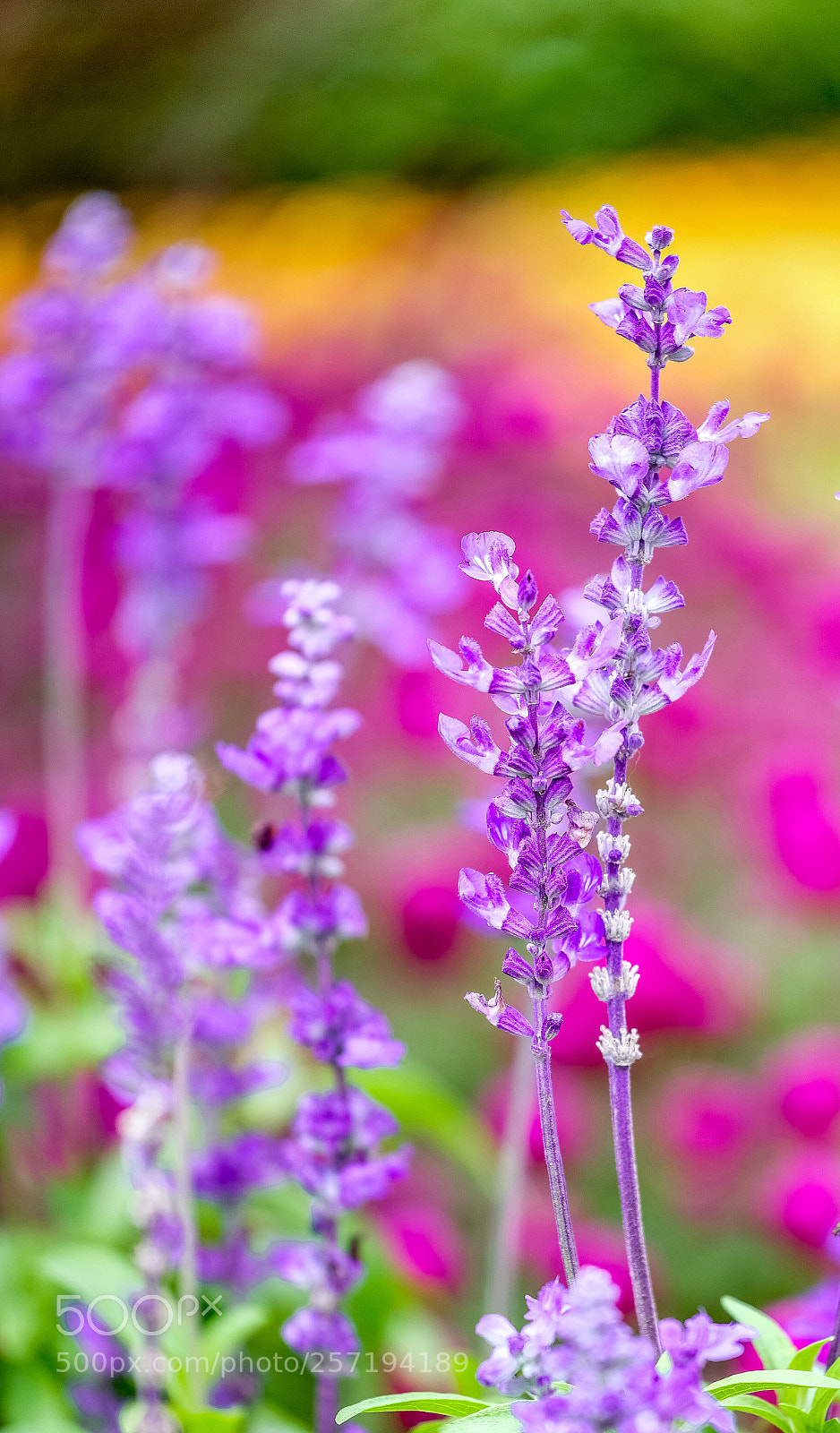 Fujifilm X-H1 sample photo. Lavender photography