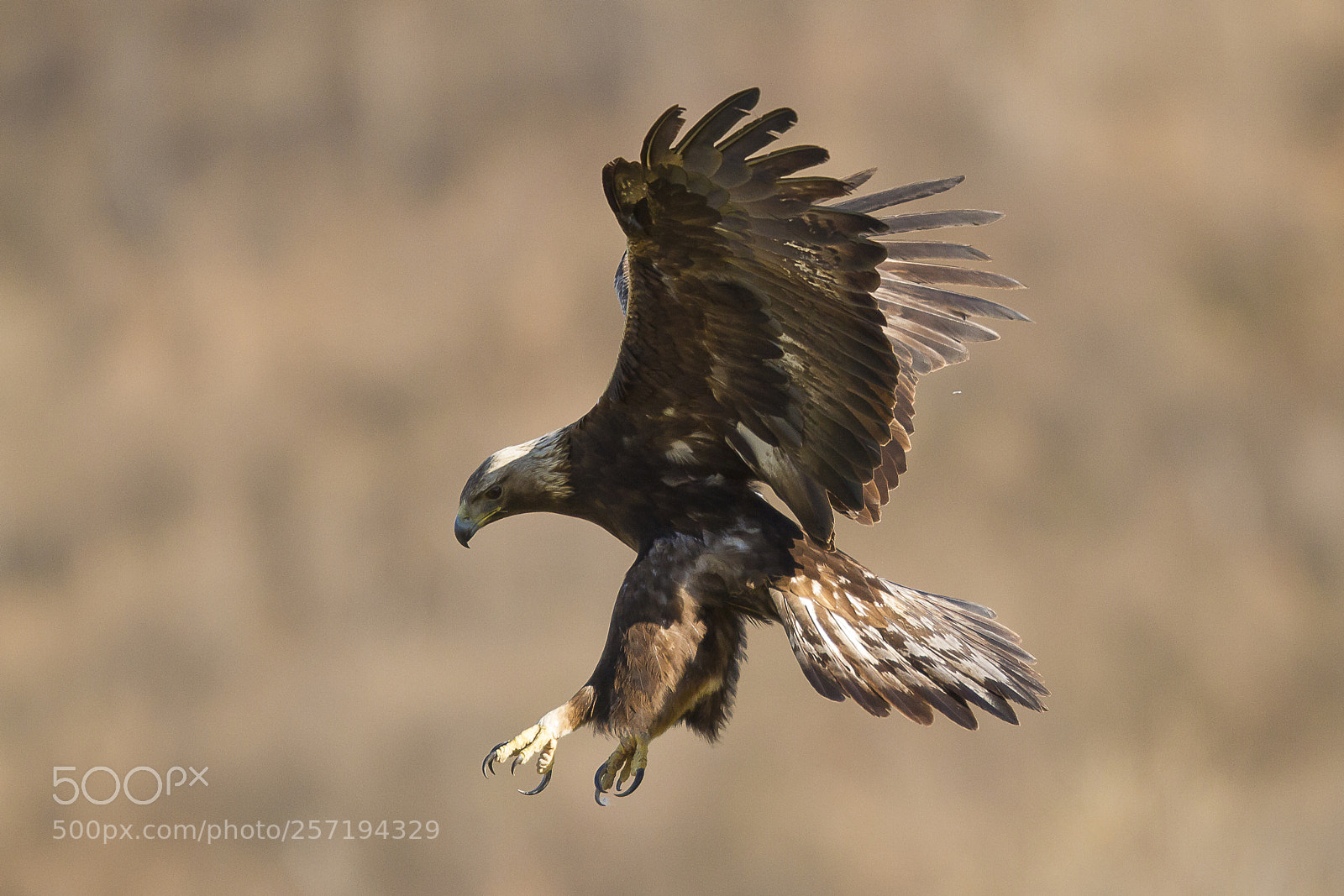 Canon EOS 7D sample photo. Aguila real photography