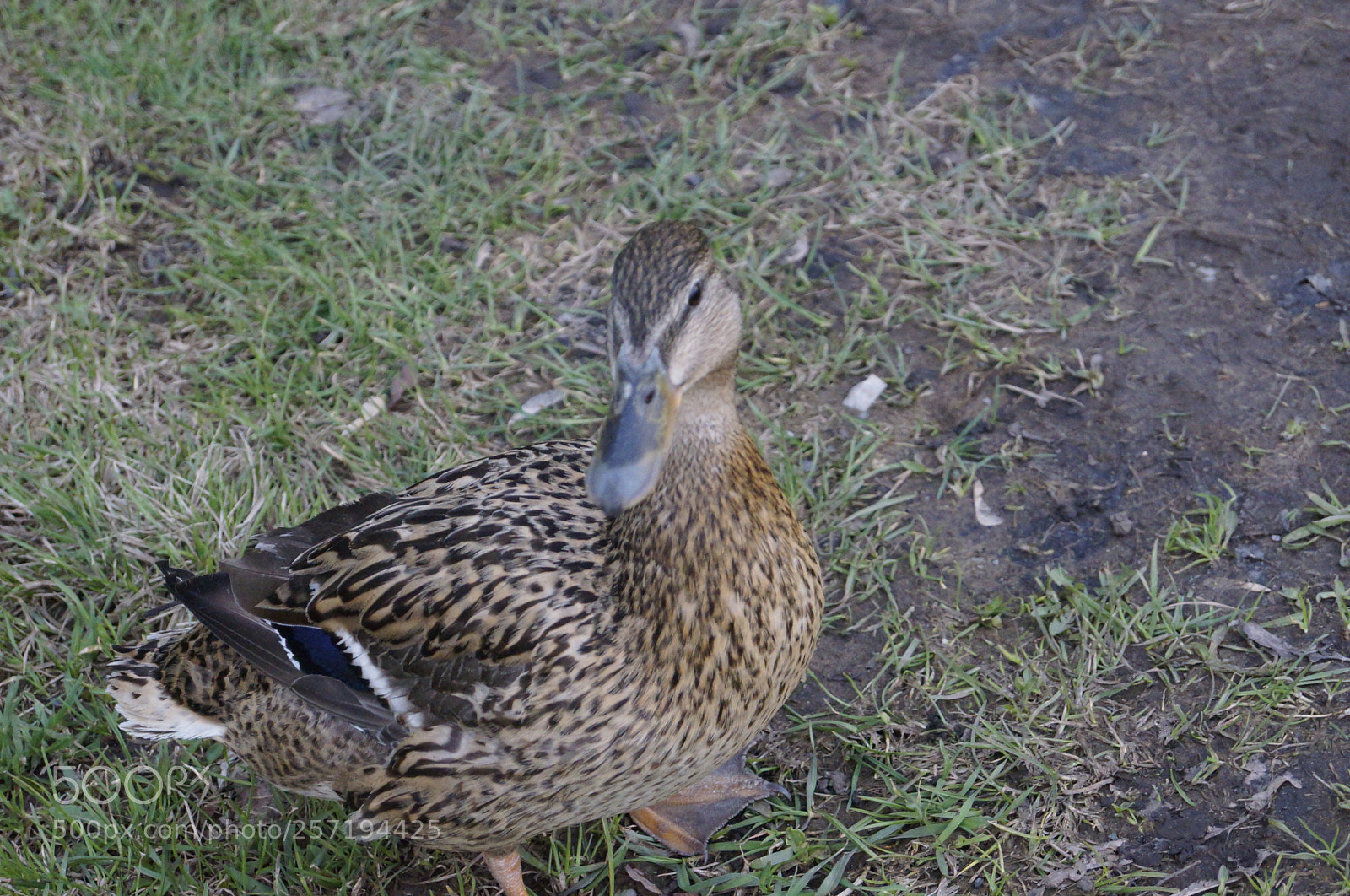 Sony SLT-A57 sample photo. Untitled photography