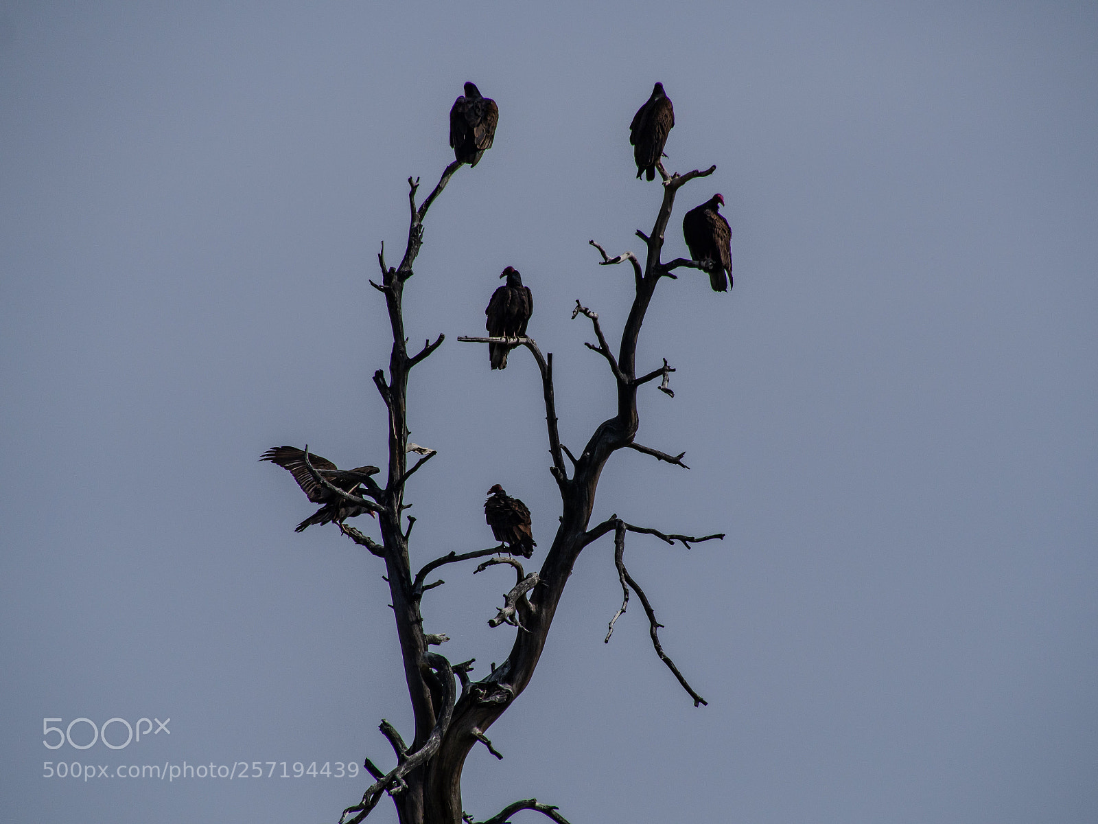 Olympus OM-D E-M5 sample photo. Turkey vultures photography