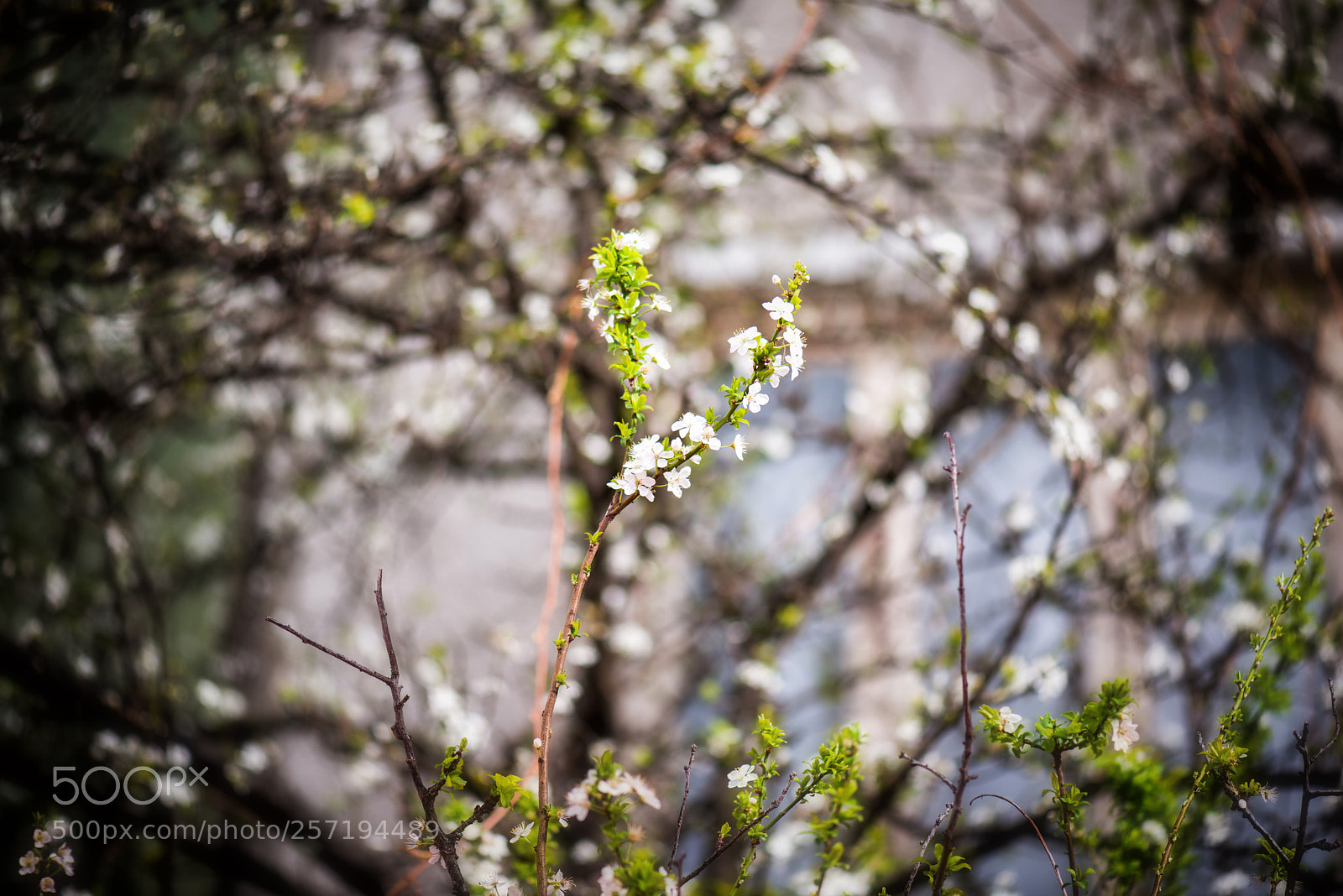 Nikon D800 sample photo. Green world photography