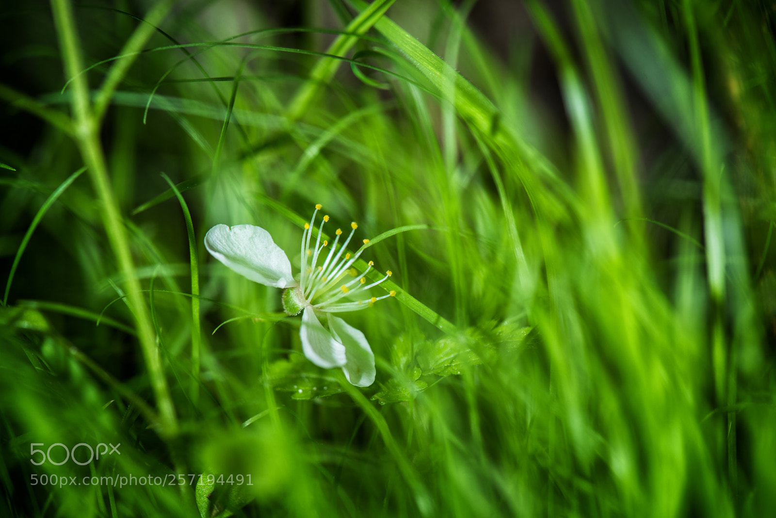 Nikon D800 sample photo. Green world photography