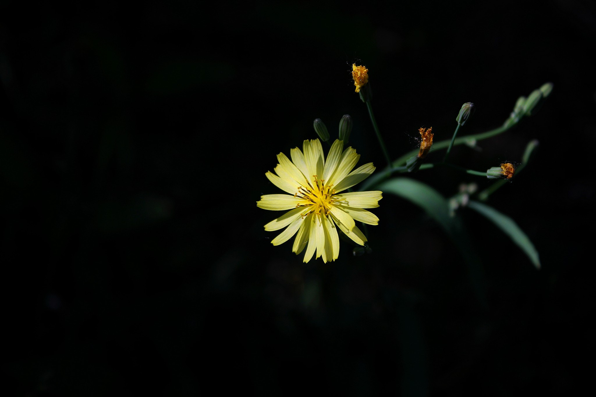 Canon EF-S 18-55mm F3.5-5.6 IS sample photo. 小苦荬 photography
