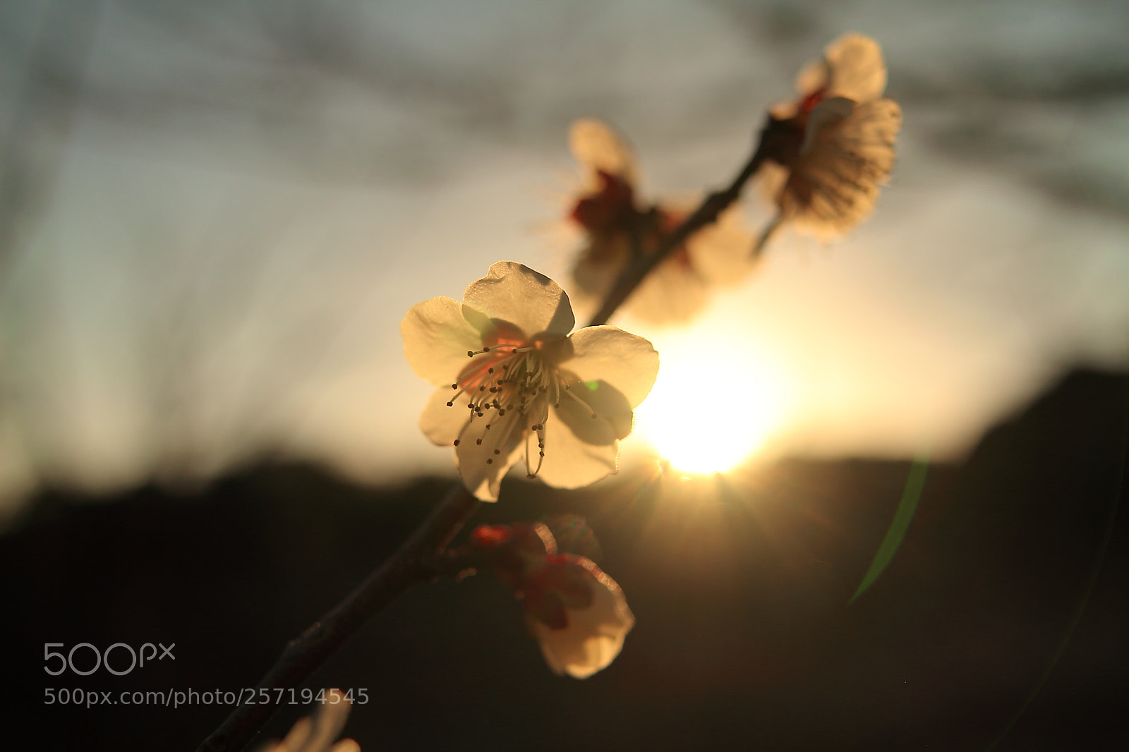 Canon EOS 7D + Canon EF 50mm F1.8 II sample photo. Plum tree with sunshine photography