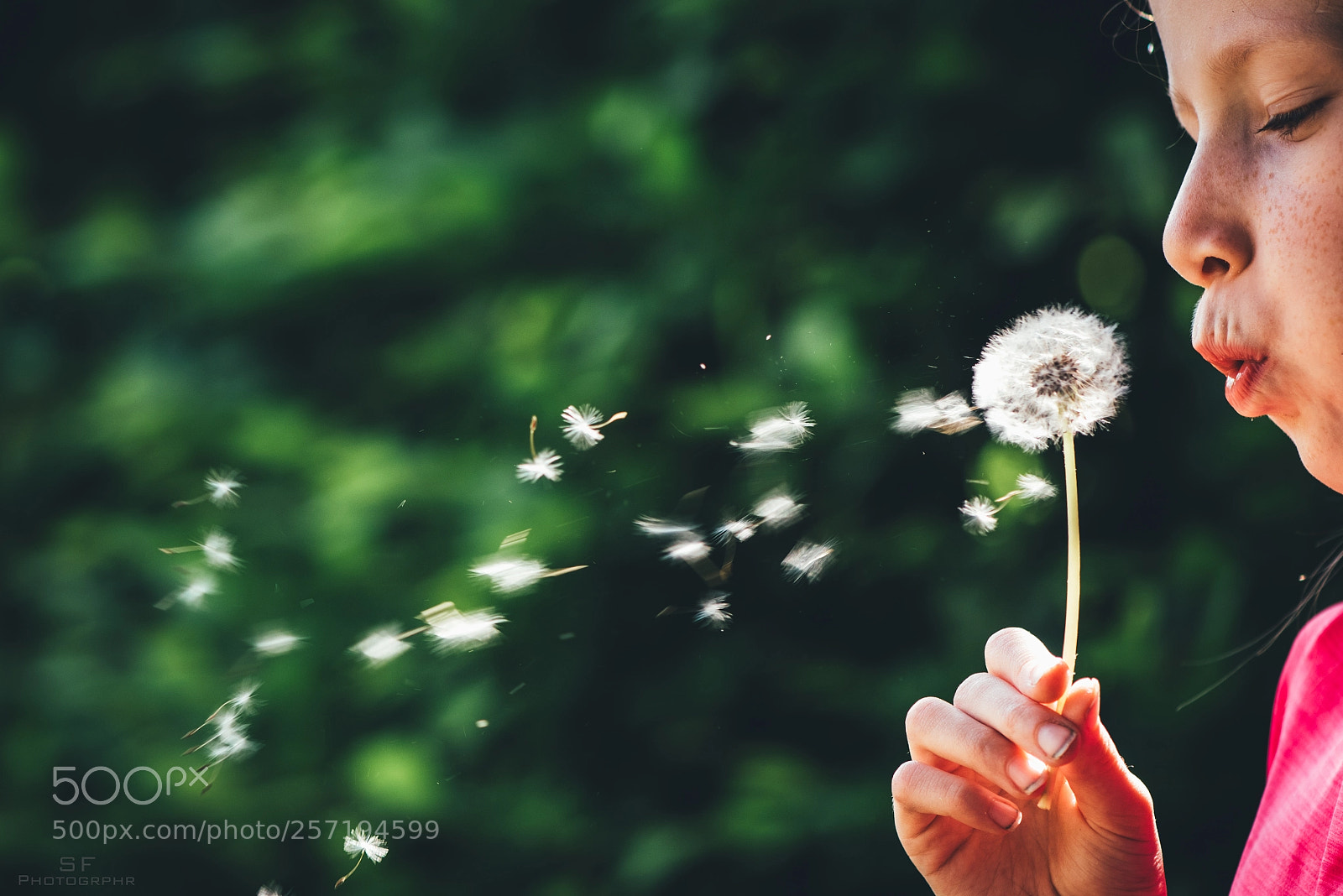 Nikon D750 sample photo. Pusteblume - 128 365 photography