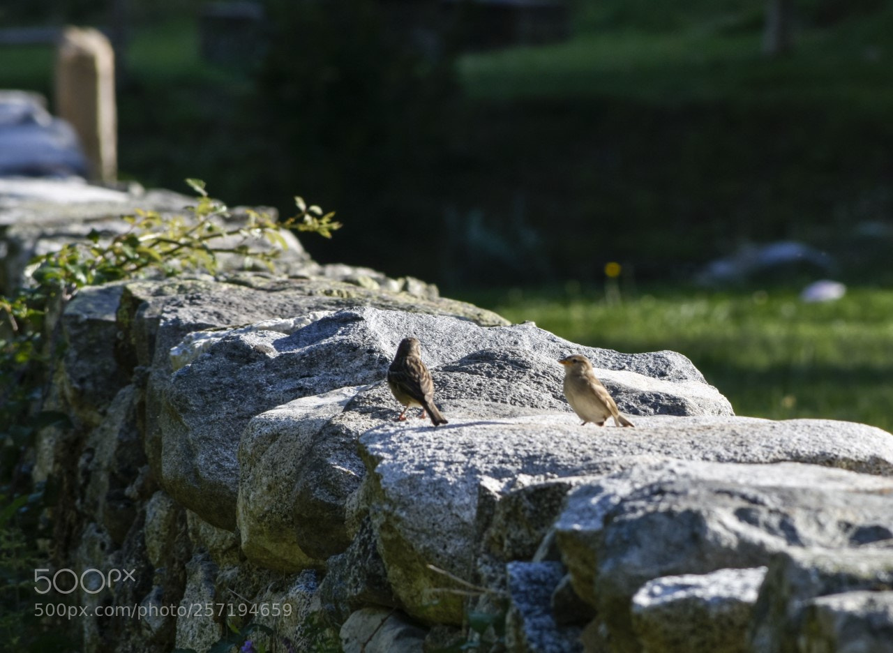 Nikon D7200 sample photo. De tertulua photography