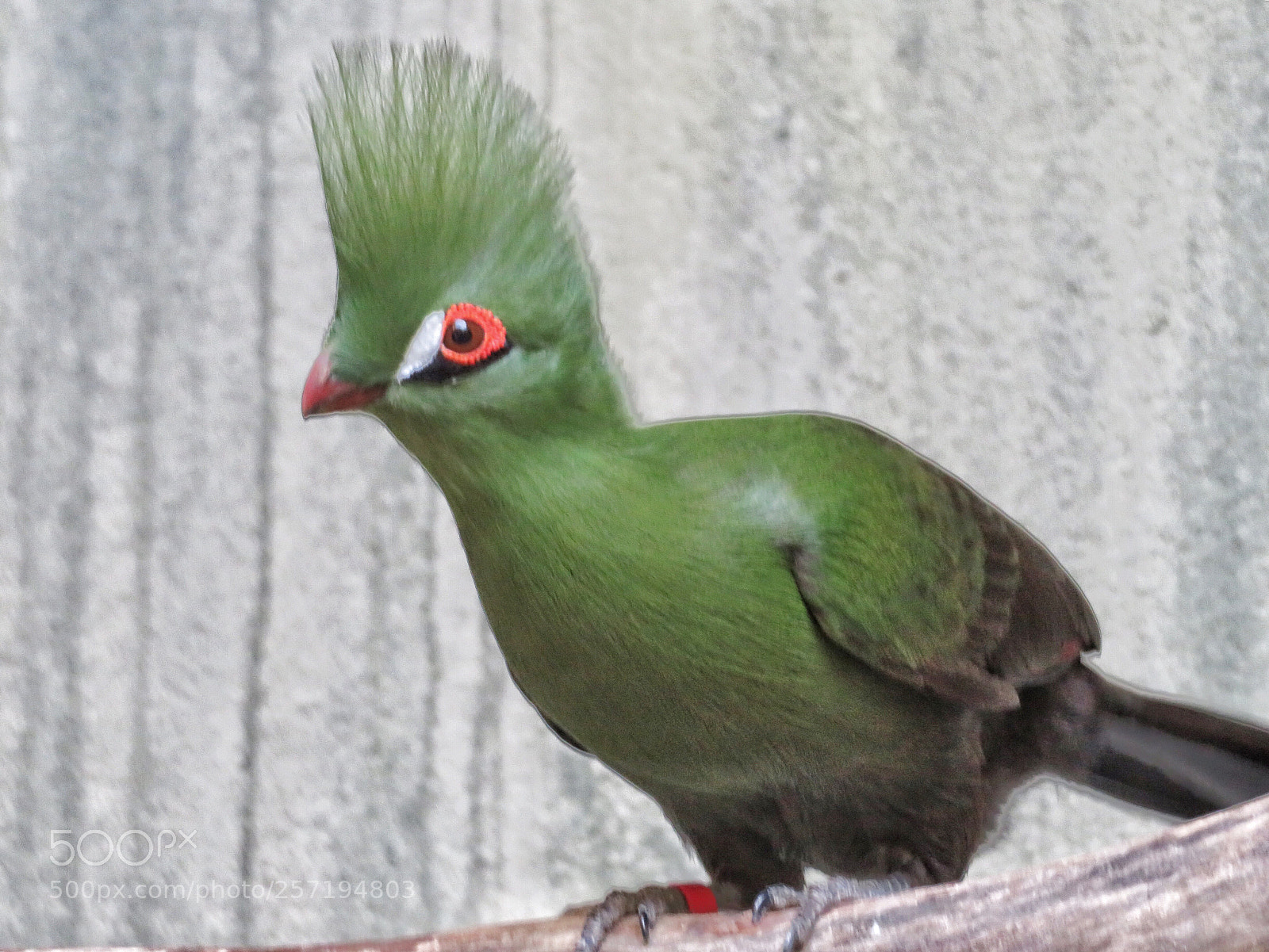 Canon PowerShot SX720 HS sample photo. Green crested turaco photography
