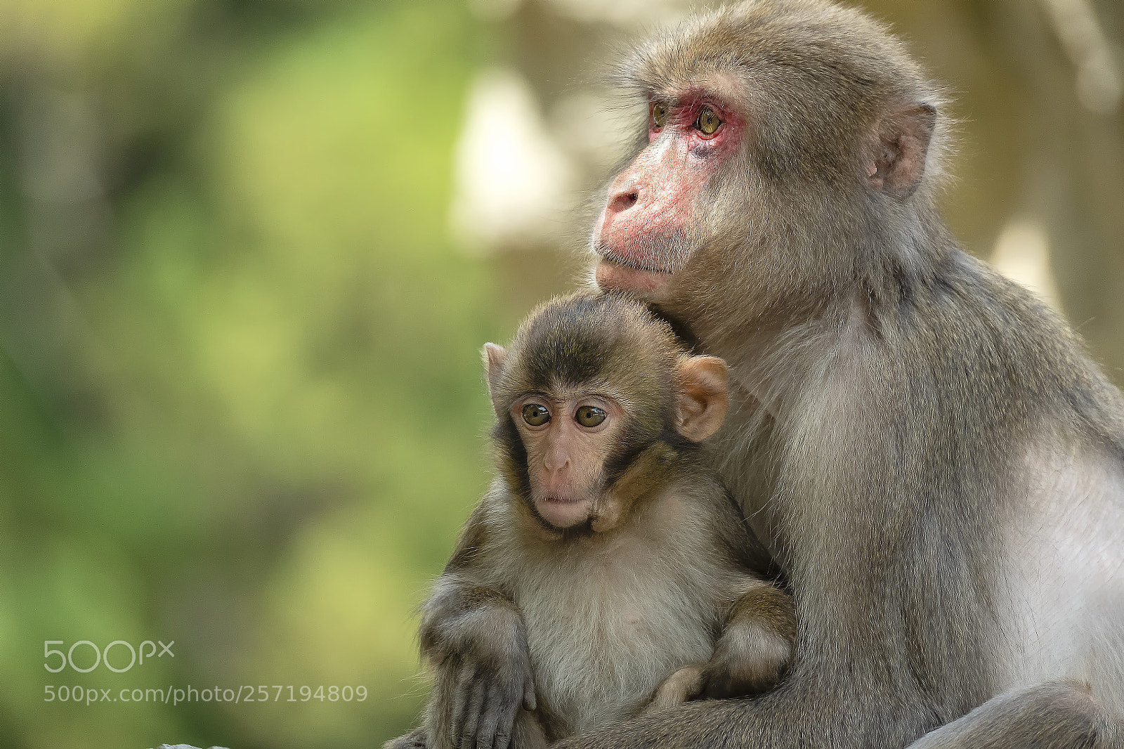 Fujifilm X-T2 sample photo. Monkey business photography