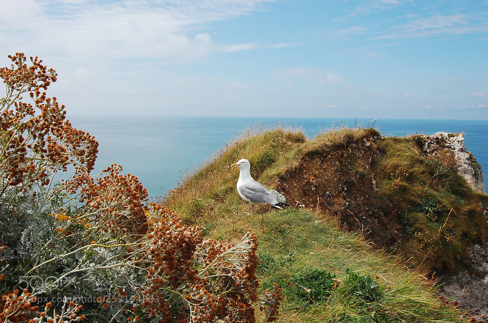 Nikon D40 sample photo. Le mouette sur le photography