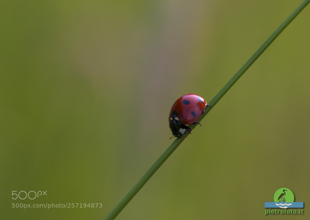 Canon EOS 70D sample photo. Macro of a ladybug photography