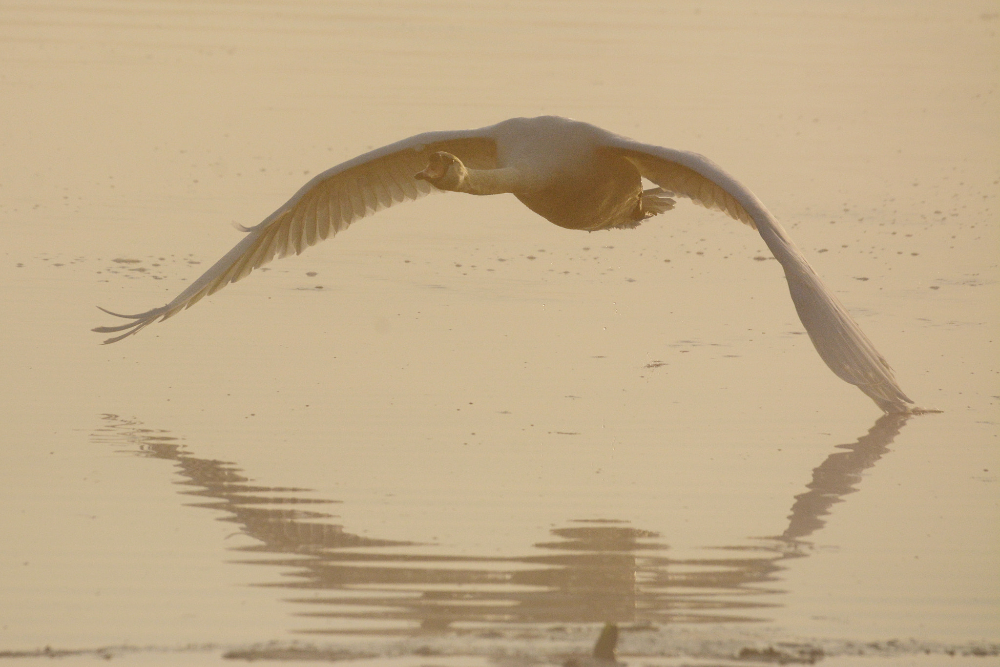 Sigma 120-400mm F4.5-5.6 DG OS HSM sample photo. Swan lake ii photography