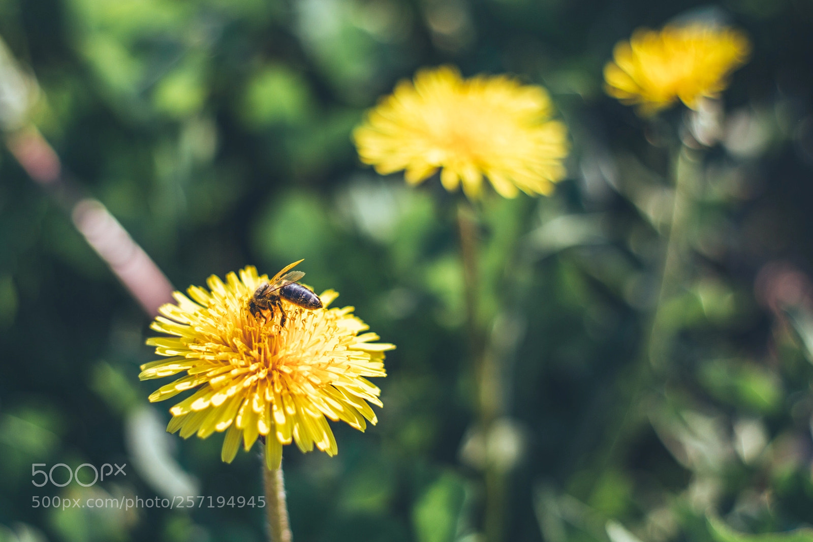 Canon EOS 6D sample photo. Untitled photography