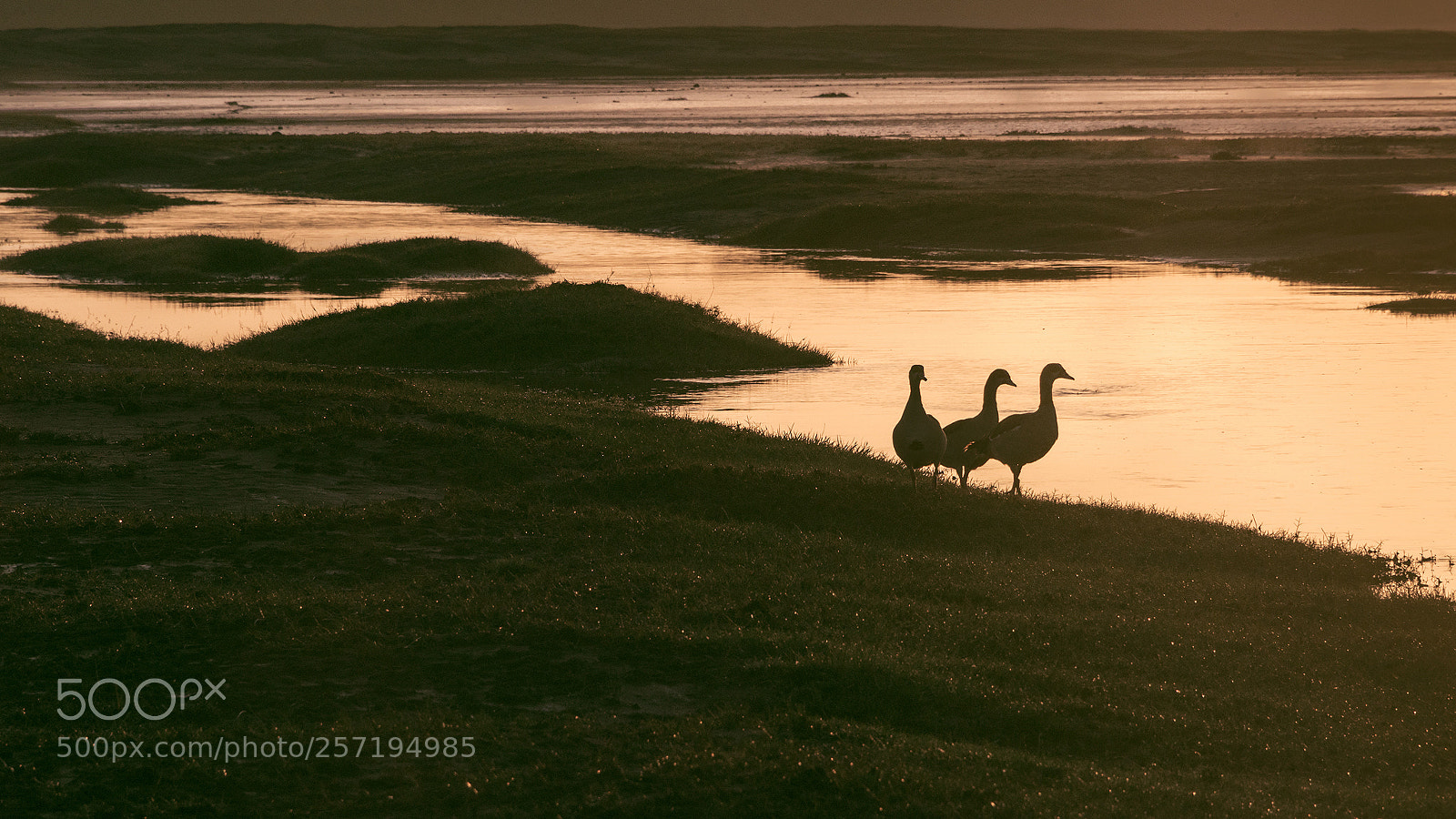 Nikon D810 sample photo. Egyptian geese at sunrise photography