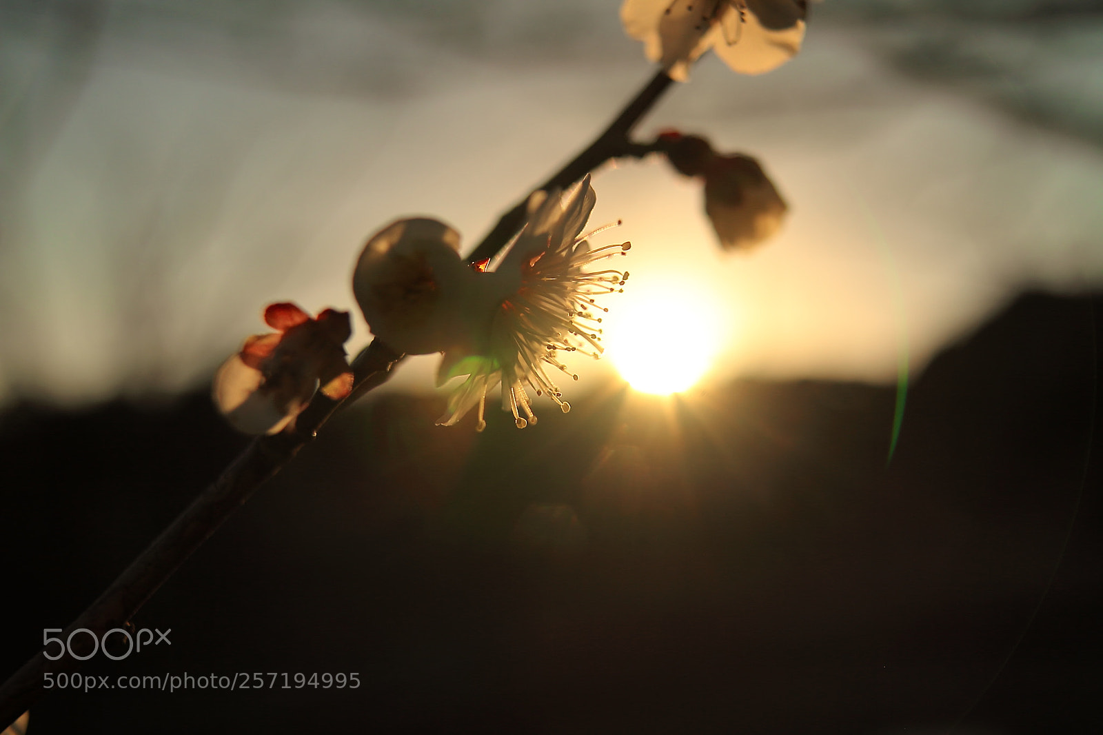 Canon EOS 7D + Canon EF 50mm F1.8 II sample photo. Sunrise with plum blossom photography