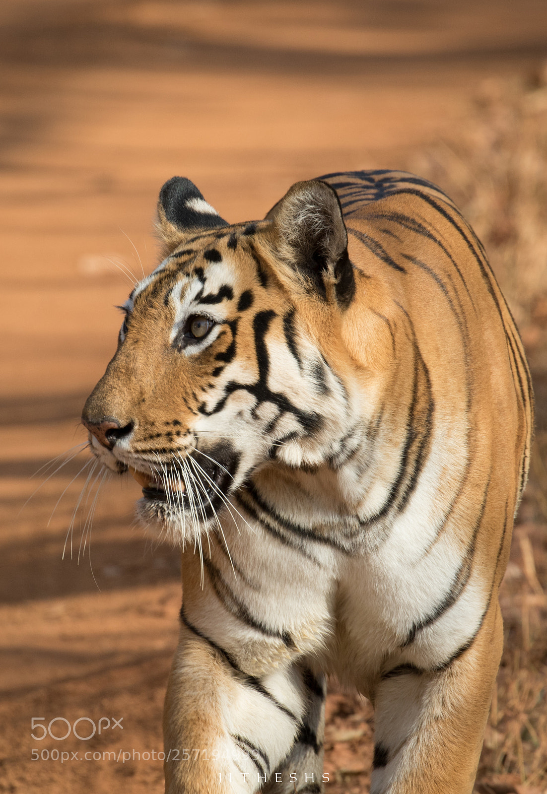 Canon EOS 7D Mark II sample photo. Tiger photography