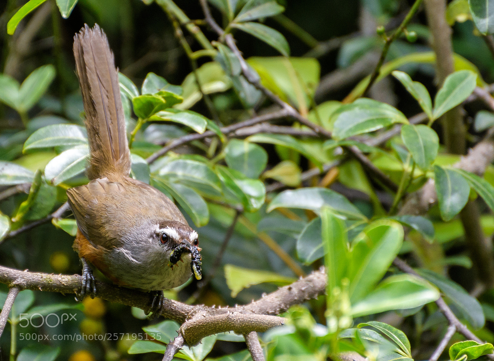 Nikon D500 sample photo. A palani laughing thrush photography