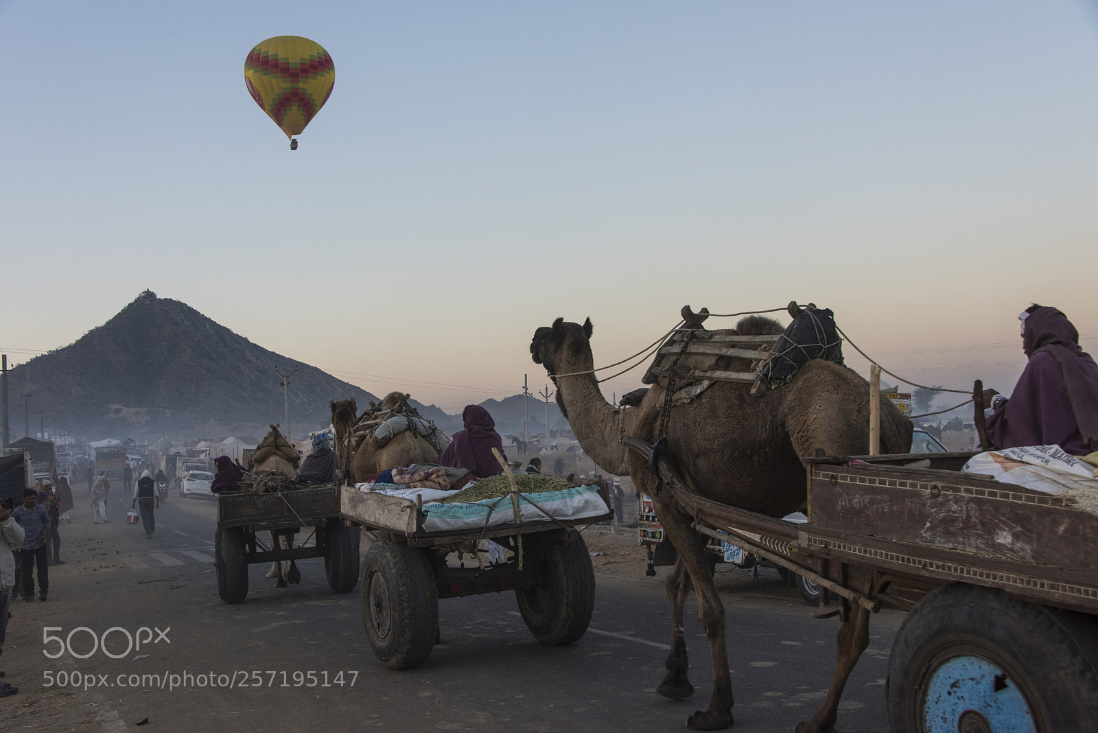 Nikon D810 sample photo. Camel transportation photography