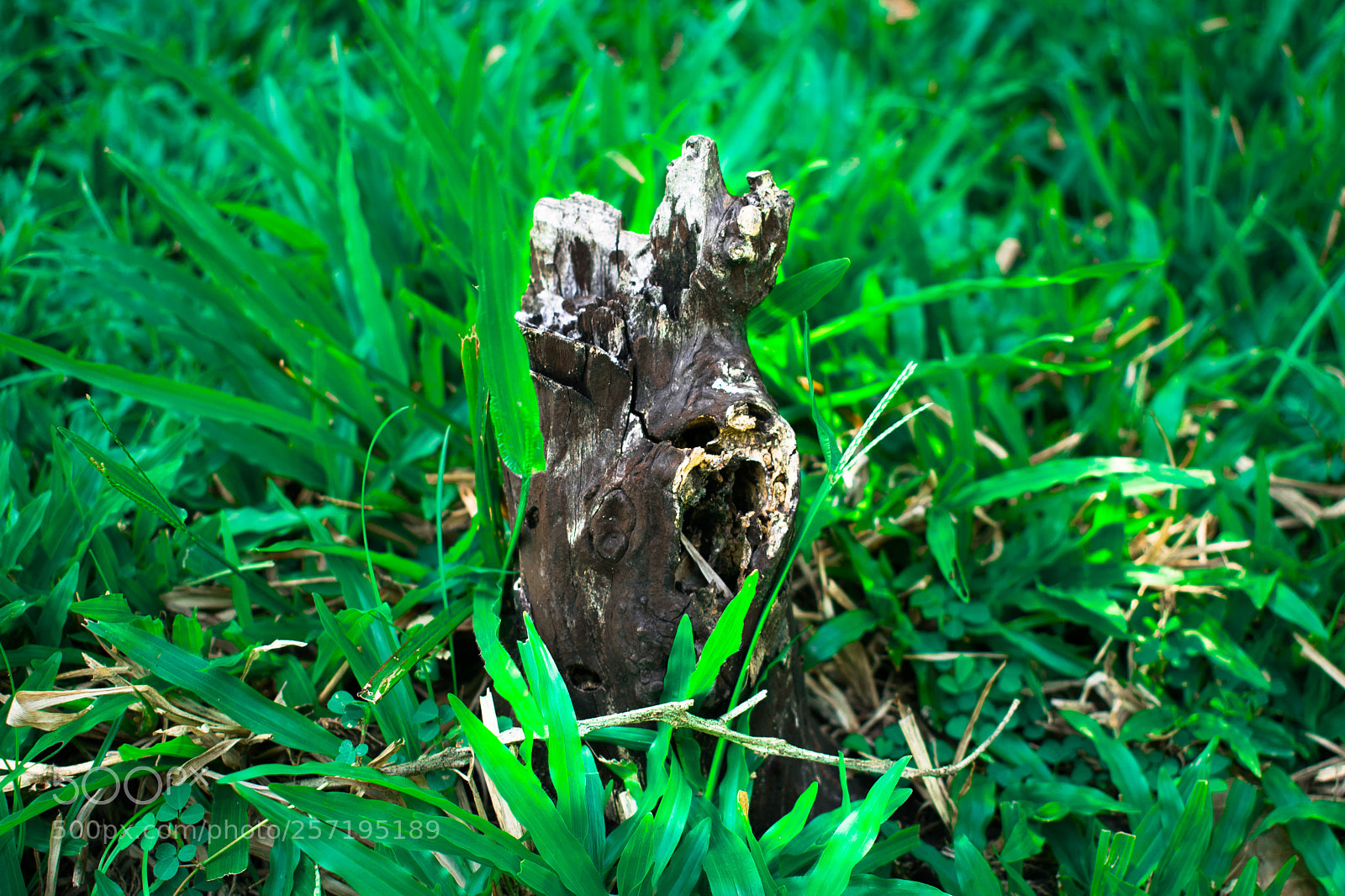 Nikon D5300 sample photo. Stump photography