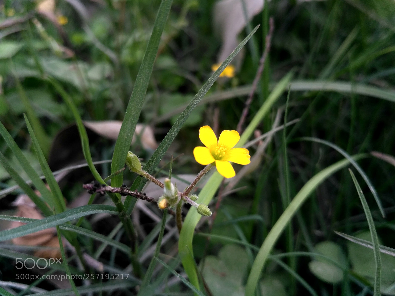 Xiaomi Redmi 3S sample photo. 6.jpg photography