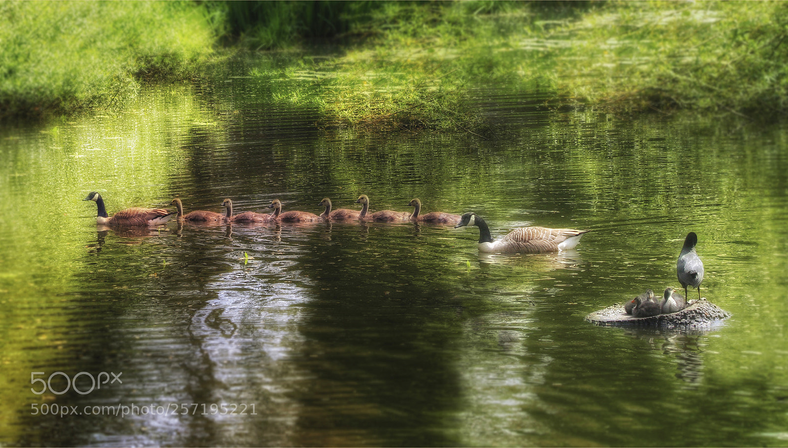 Nikon D750 sample photo. Procession of canada geese photography