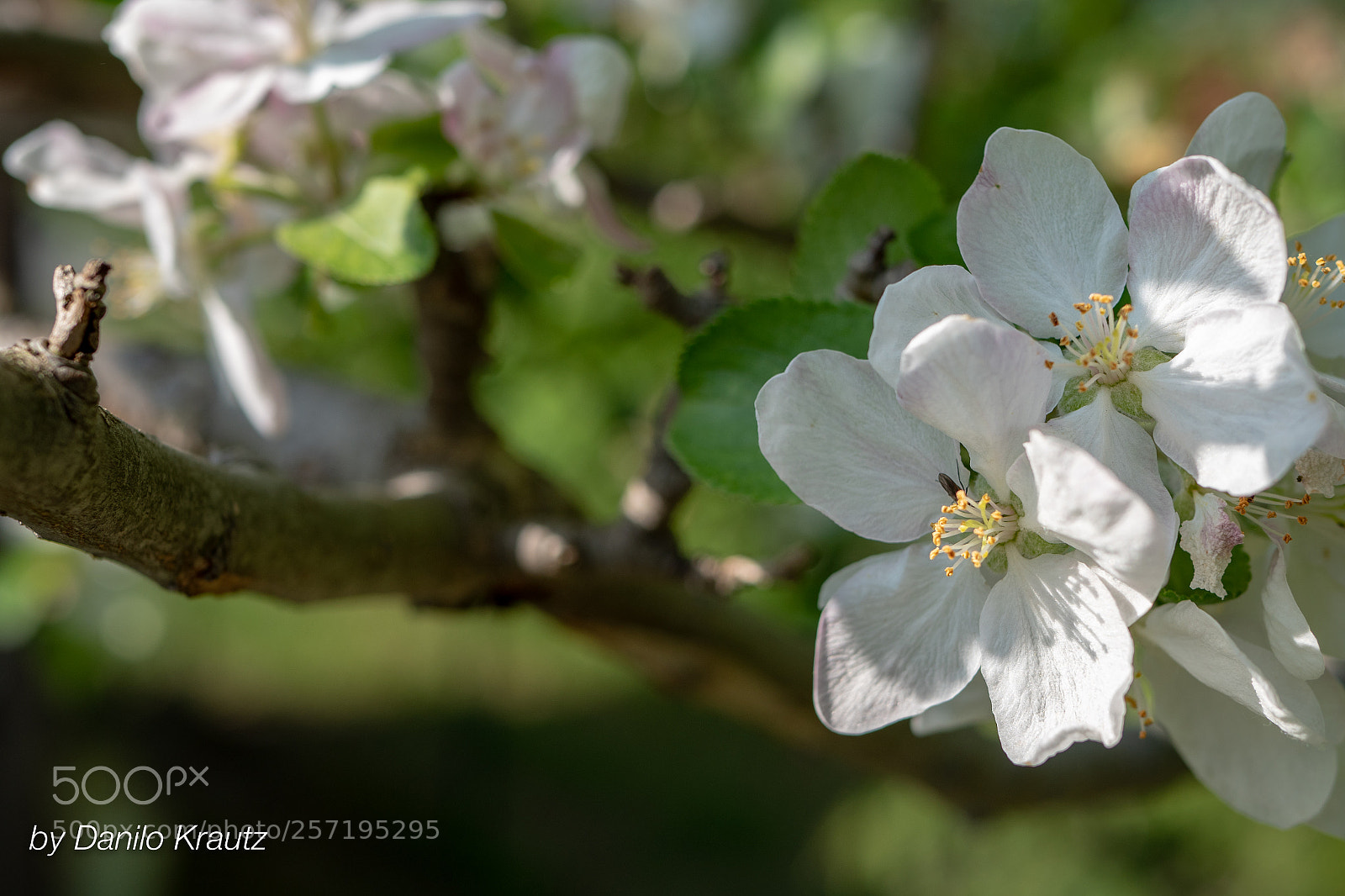 Panasonic Lumix DC-G9 sample photo. 20180429162319_0001.jpg photography