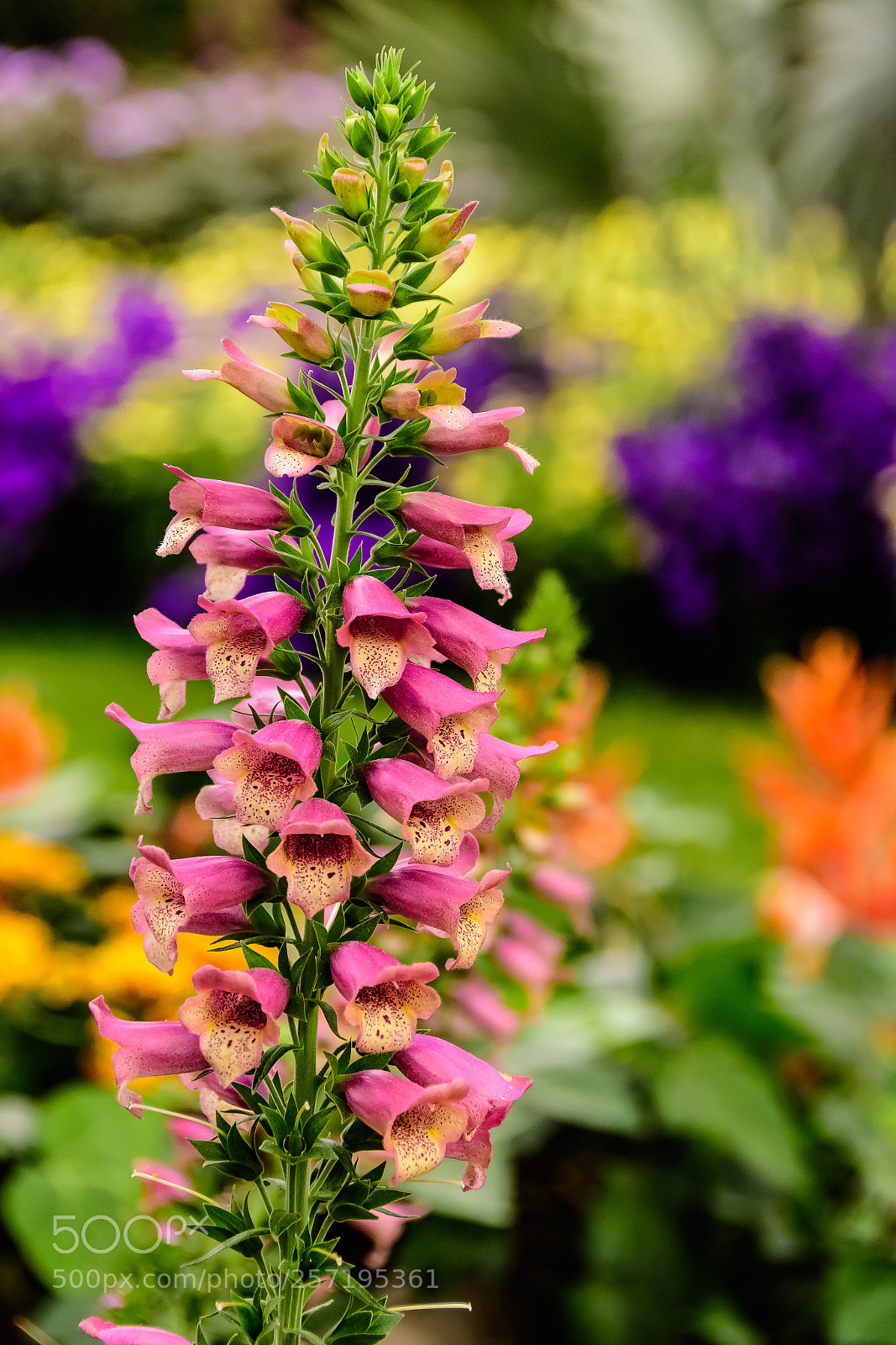 Nikon D500 sample photo. Beautiful foxgloves @ longwood gardens photography