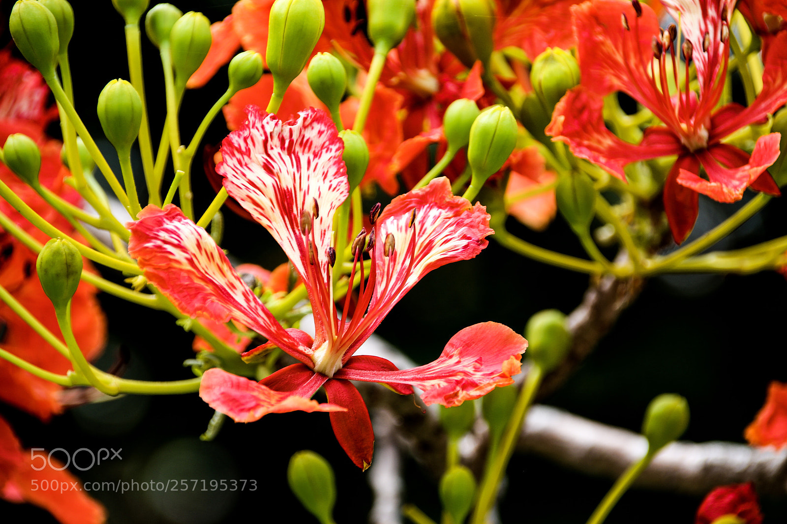 Canon EOS 70D sample photo. Bl te des flammenbaumes photography