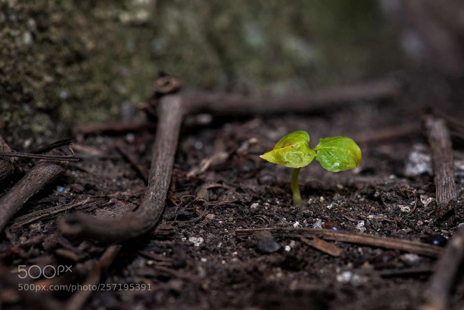 Nikon D800 sample photo. Green world photography