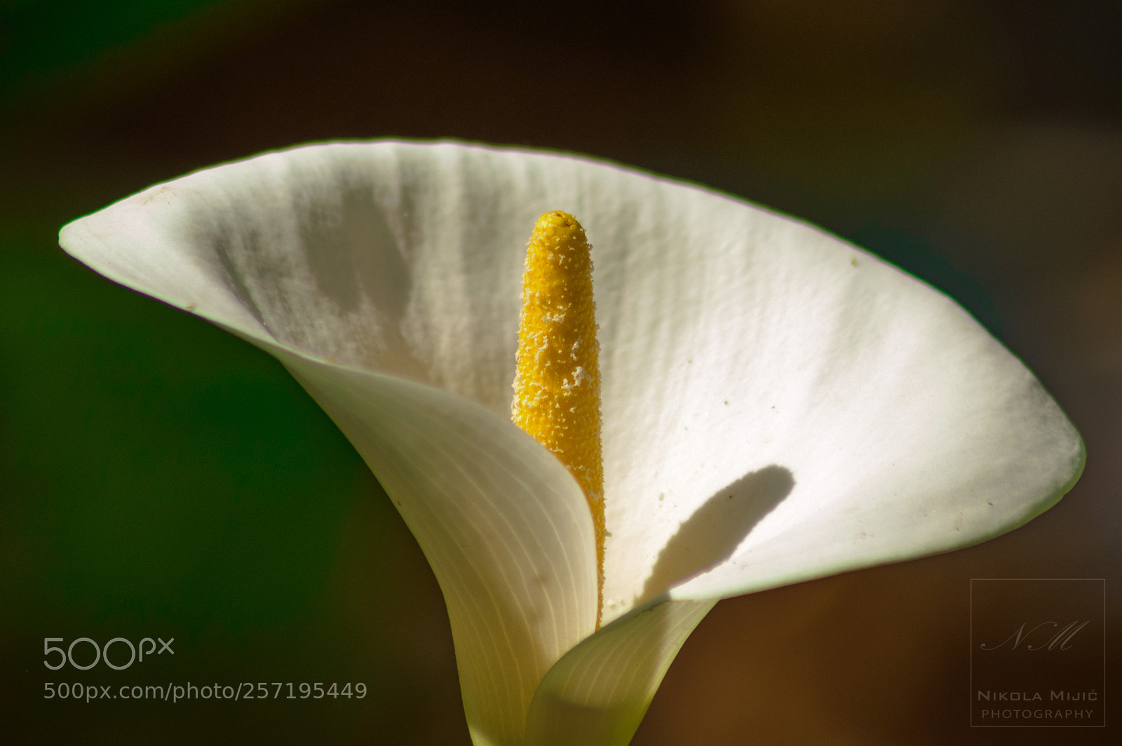Nikon D3200 sample photo. Flower on the sun photography