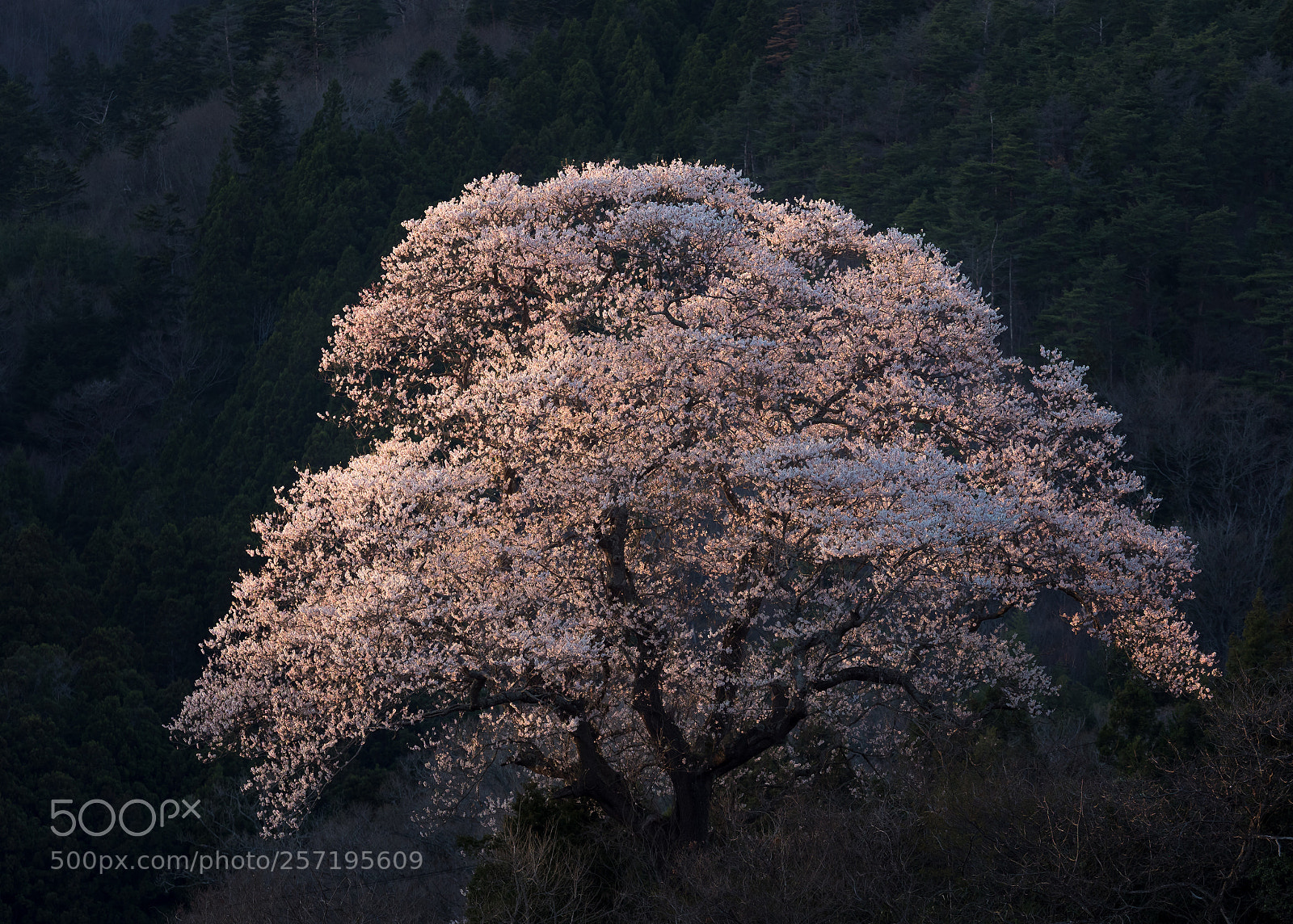 Olympus OM-D E-M1 Mark II sample photo. Wild cherry blossoms photography