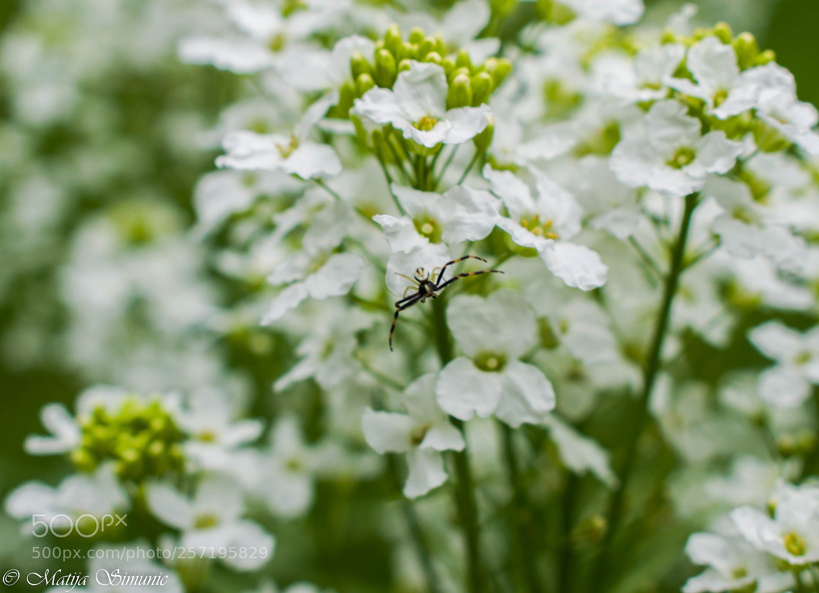 Nikon D5300 sample photo. Flower stalker photography