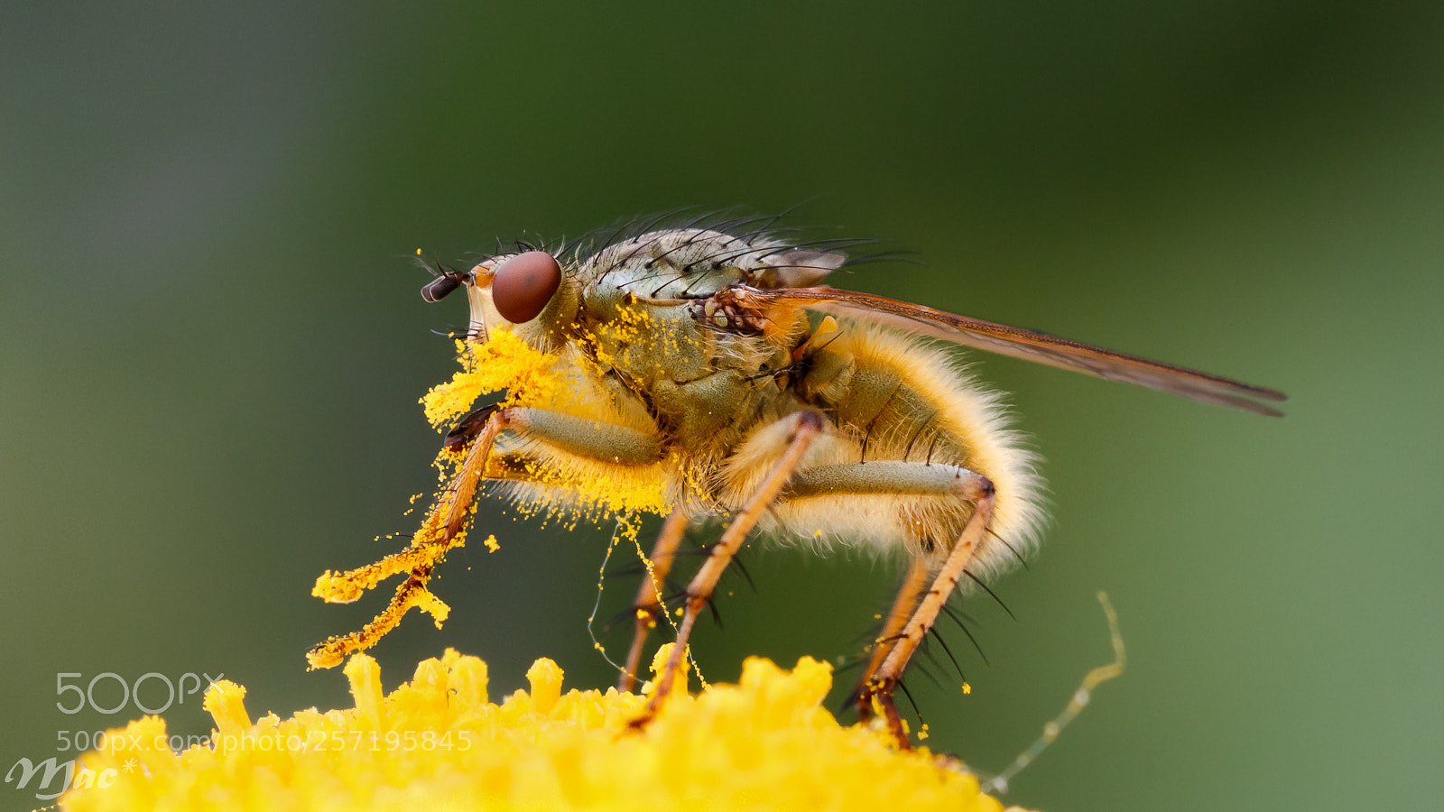 Canon EOS 70D sample photo. The fly photography