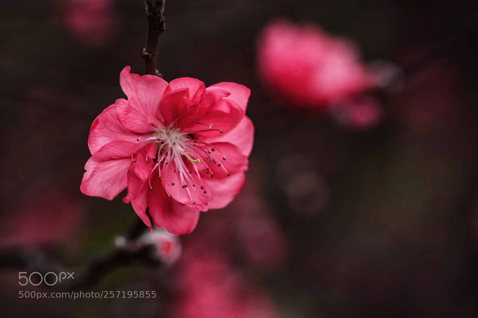 Nikon D7100 sample photo. Tkmcktcdm photography