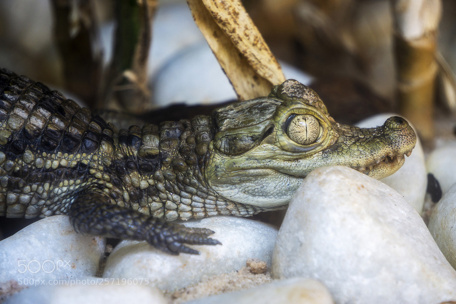 Sony a6000 sample photo. Babe alligator photography