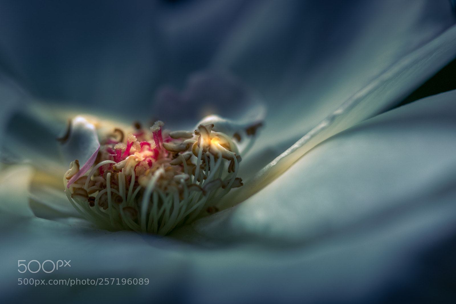 Canon EOS 7D Mark II sample photo. Flower lights photography