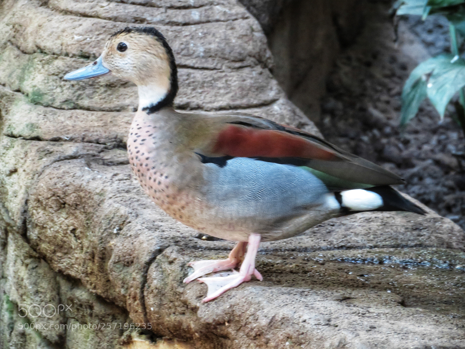 Canon PowerShot SX720 HS sample photo. Ringed teal photography