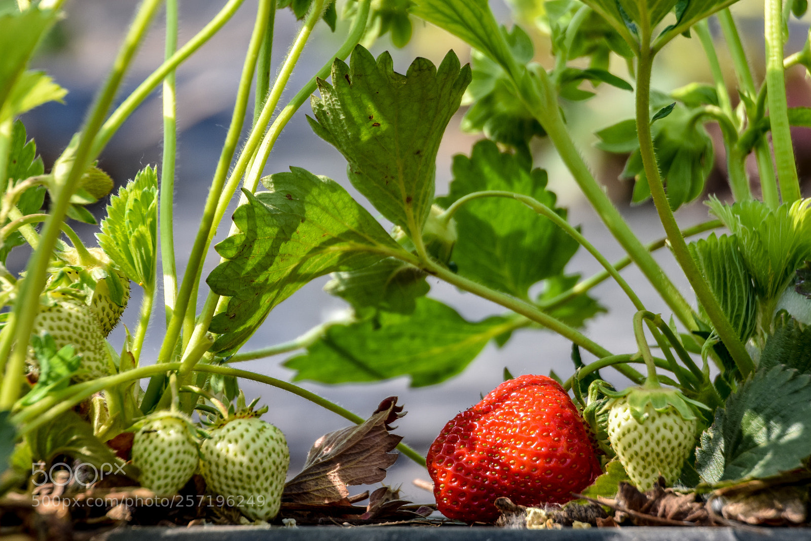 Nikon D3400 sample photo. Strawberry plants photography