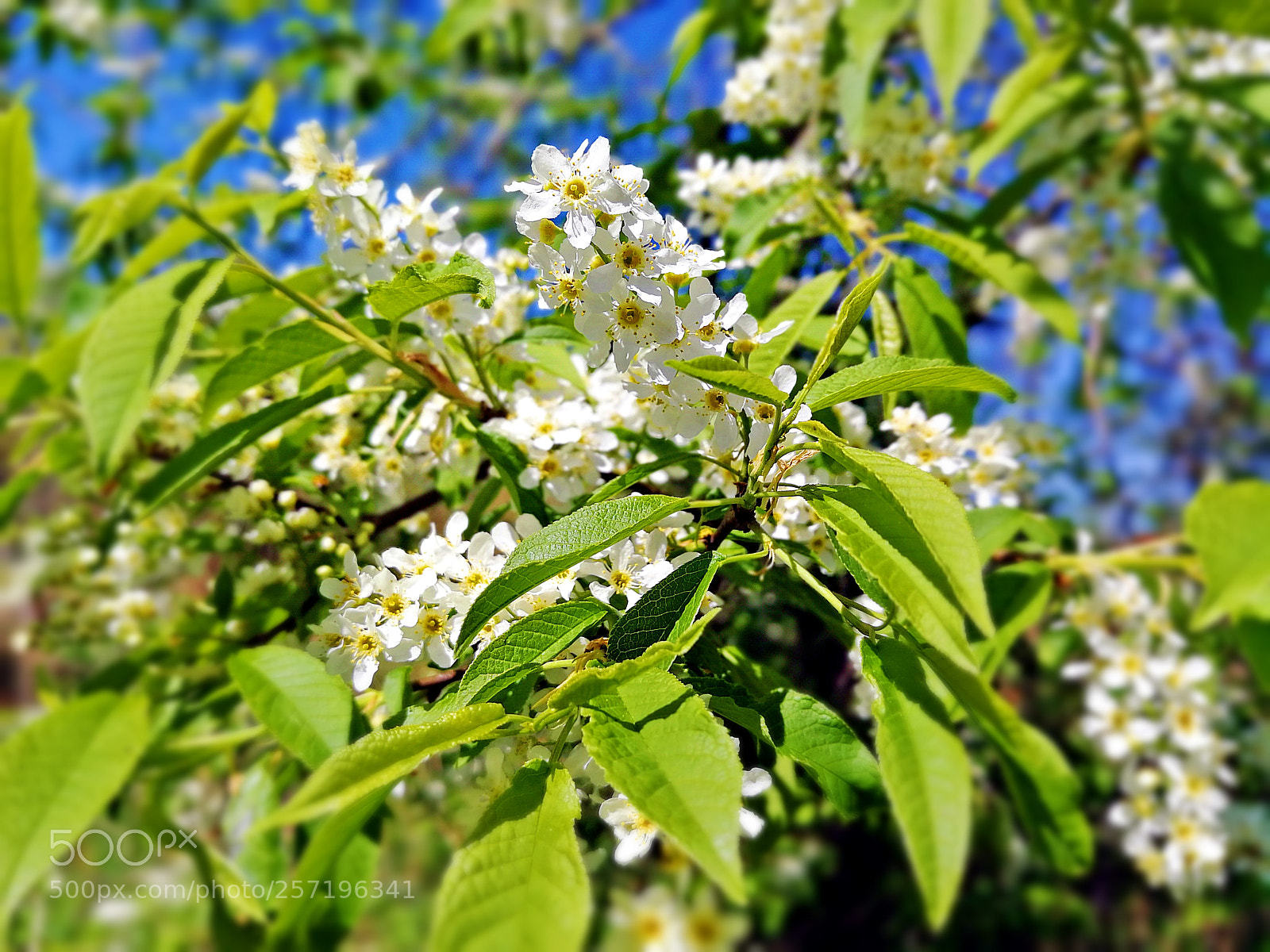 HUAWEI P10 Plus sample photo. Черёмуха photography