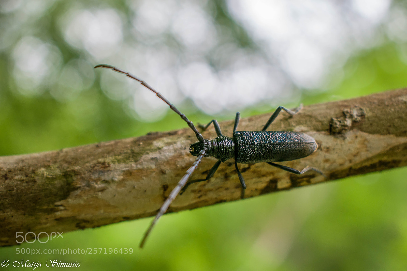 Nikon D5300 sample photo. Branch walker photography