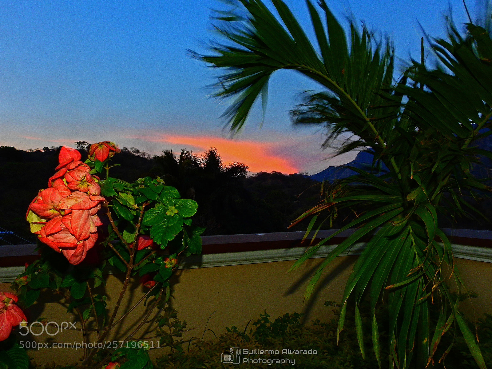 Nikon Coolpix P900 sample photo. Garden at the mirador photography